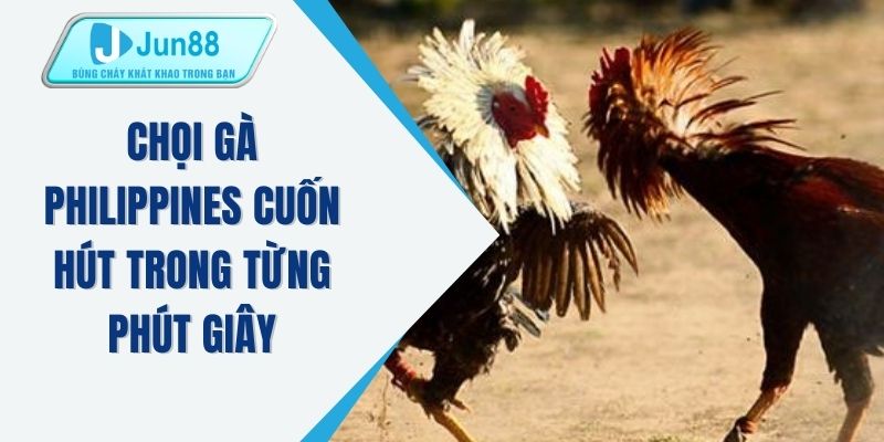Chọi gà Philippines cuốn hút trong từng phút giây